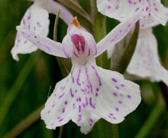 Dactylorhiza maculata x incarnata