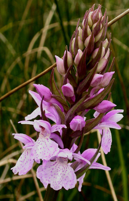 Dactylorhiza maculata x praetermissa