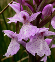 Dactylorhiza maculata x praetermissa