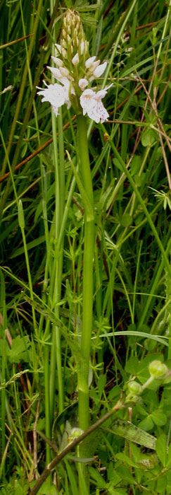 Dactylorhiza maculata