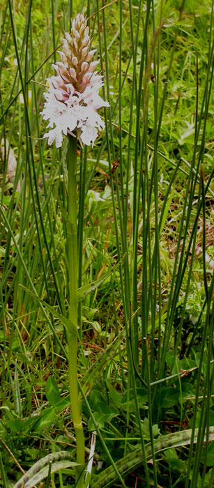 Dactylorhiza maculata