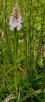 Dactylorhiza maculata