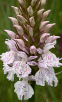 Dactylorhiza maculata