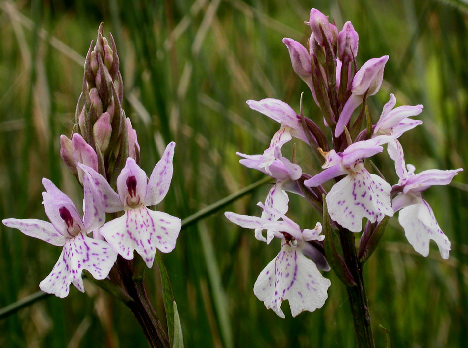 Dactylorhiza maculata