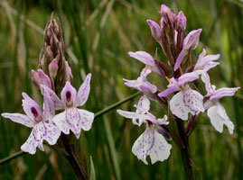 Dactylorhiza maculata