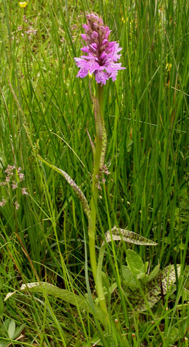 Dactylorhiza majalis x maculata