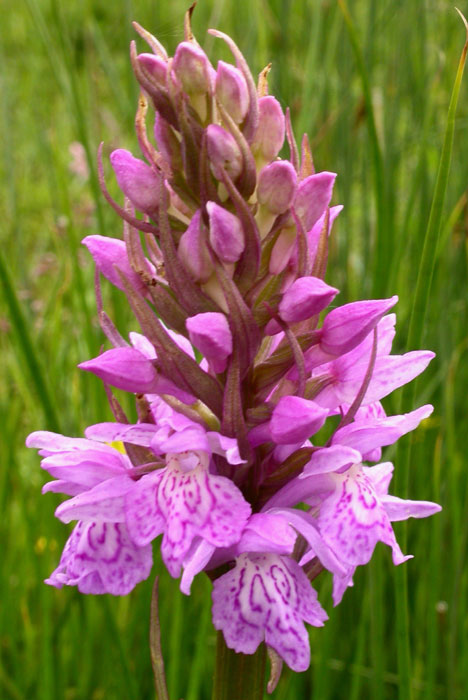 Dactylorhiza majalis x maculata