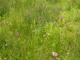 Dactylorhiza majalis