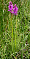 Dactylorhiza majalis