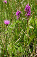 Dactylorhiza majalis