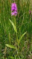 Dactylorhiza majalis