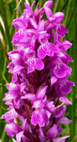 Dactylorhiza majalis