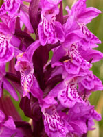 Dactylorhiza majalis