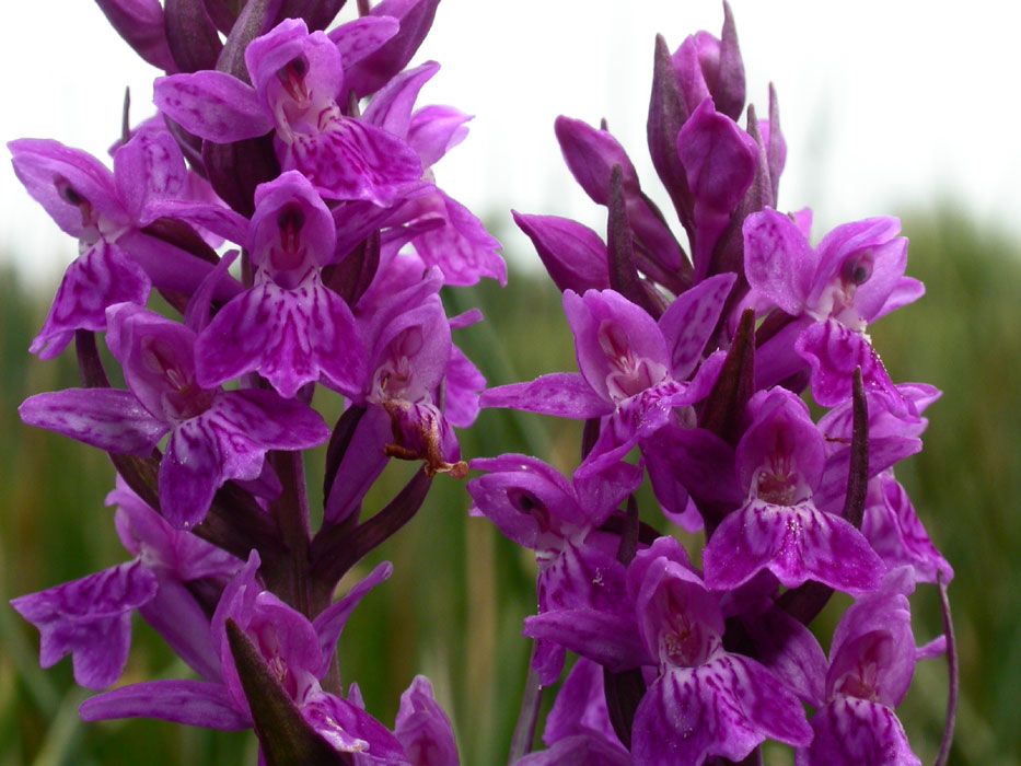 Dactylorhiza majalis