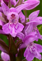 Dactylorhiza praetermissa x majalis