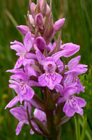 Dactylorhiza praetermissa x majalis