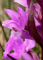 Dactylorhiza praetermissa