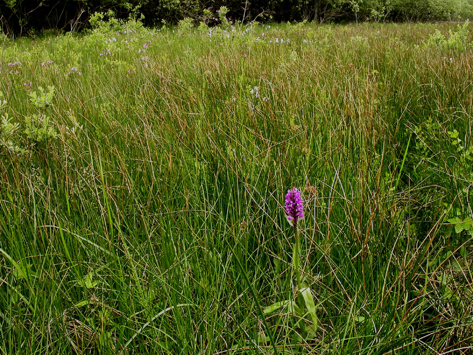 Dactylorhiza praetermissa