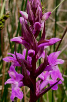 Dactylorhiza praetermissa