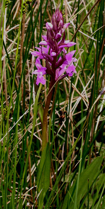 Dactylorhiza praetermissa