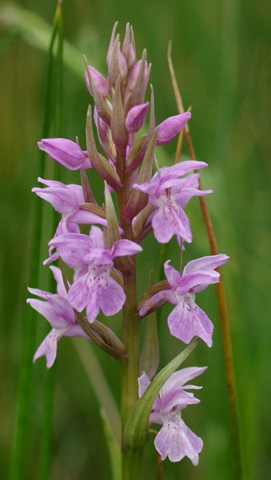 Dactylorhiza praetermissa