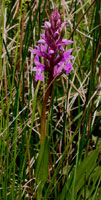 Dactylorhiza praetermissa