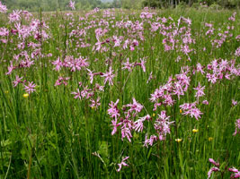 Lychnis flos-cuculi