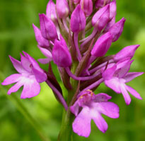 Anacamptis pyramidalis