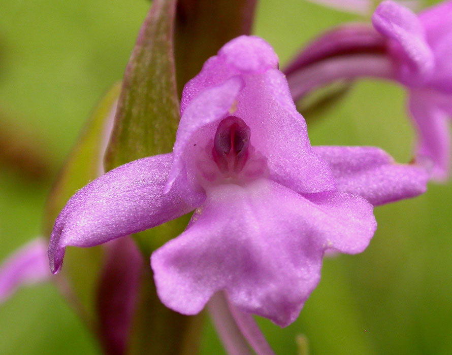 Gymnadenia conopsea