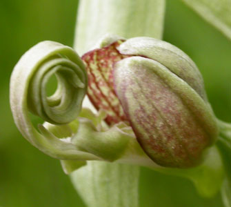 Himantoglossum hircinum