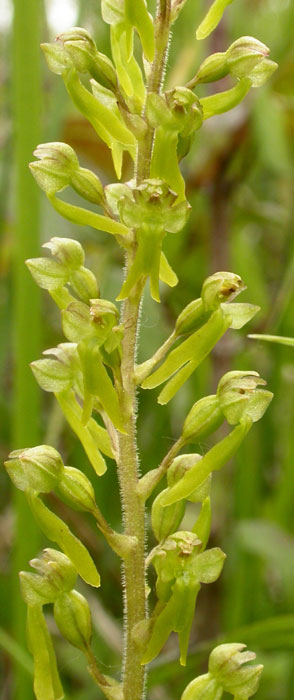 Listera ovata