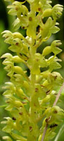 Listera ovata