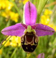 Ophrys apifera x fuci-flora