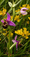 Ophrys apifera x fuci-flora