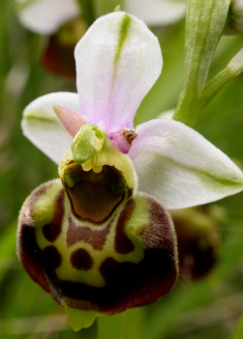 Ophrys fuci-flora