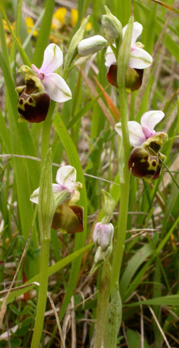 Ophrys fuci-flora