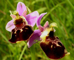 Ophrys fuci-flora