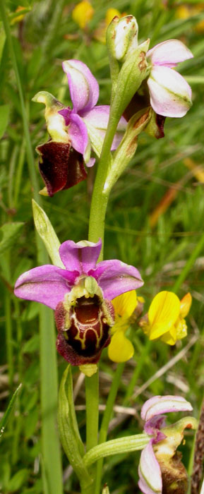 Ophrys fuci-flora