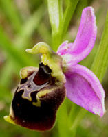 Ophrys fuci-flora