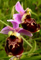 Ophrys fuci-flora