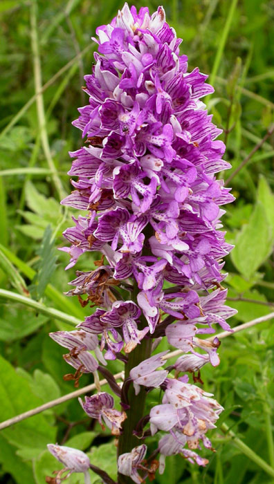 Orchis militaris