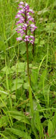 Orchis militaris