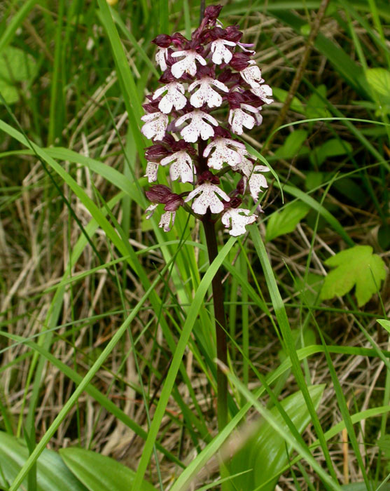 Orchis purpurea