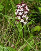 Orchis purpurea