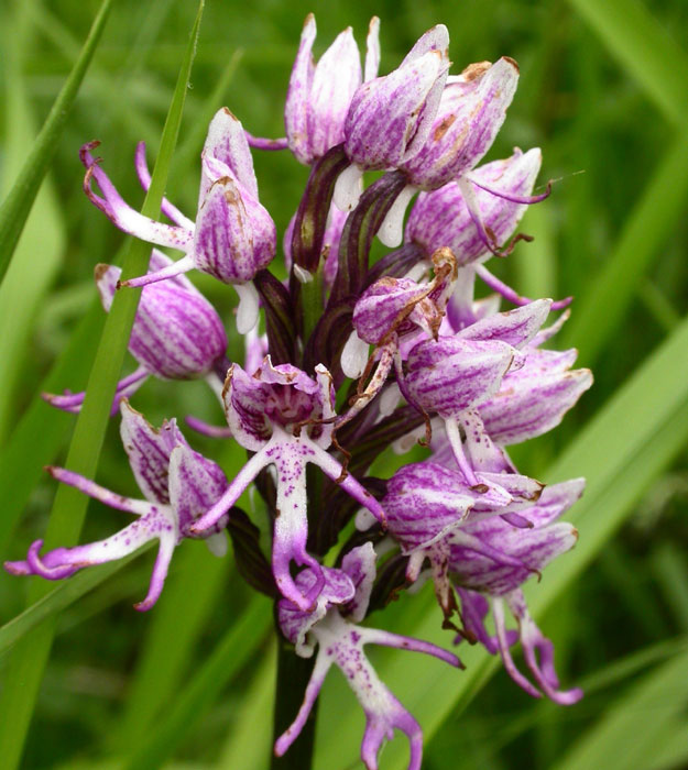 Orchis simia