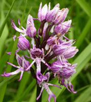 Orchis simia