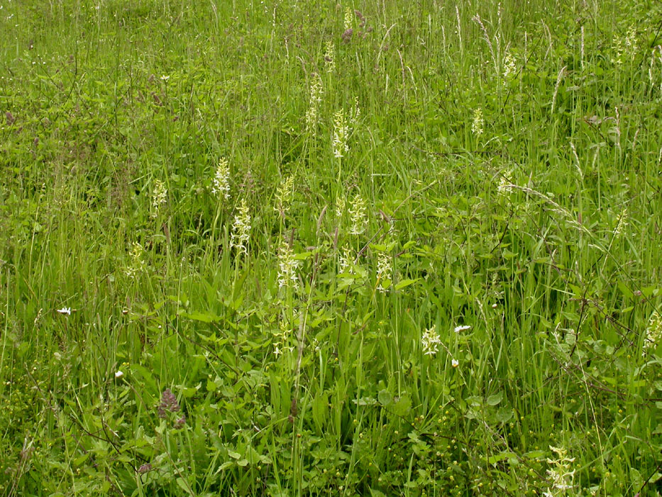 Platanthera bifolia