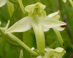 Platanthera bifolia