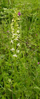 Platanthera bifolia