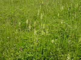 Platanthera bifolia